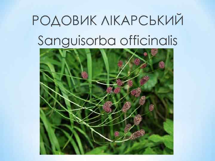 РОДОВИК ЛІКАРСЬКИЙ Sanguisorba officinalis 