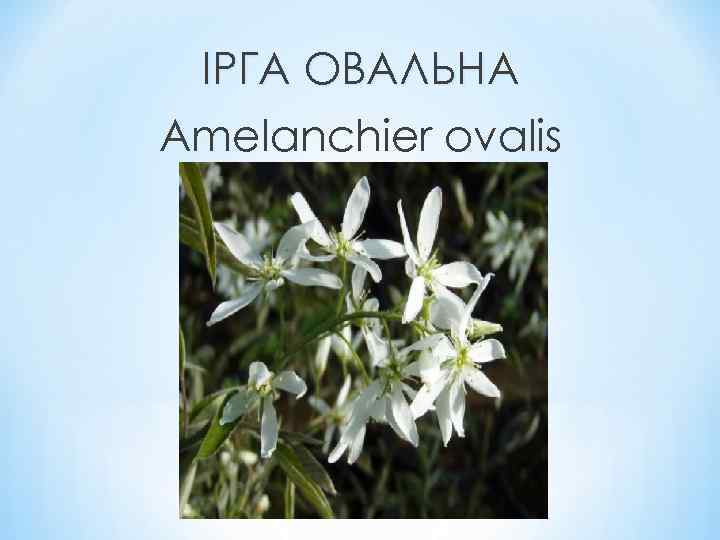ІРГА ОВАЛЬНА Amelanchier ovalis 
