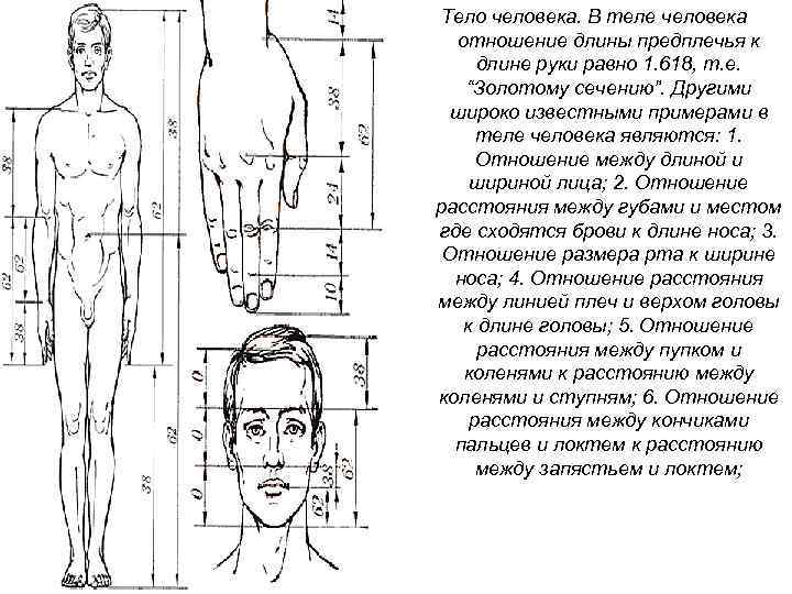 Расстояние теле. Длина предплечья равна длине стопы. Длина руки человека. Пропорции предплечья. Соотношение длины рук к голове.