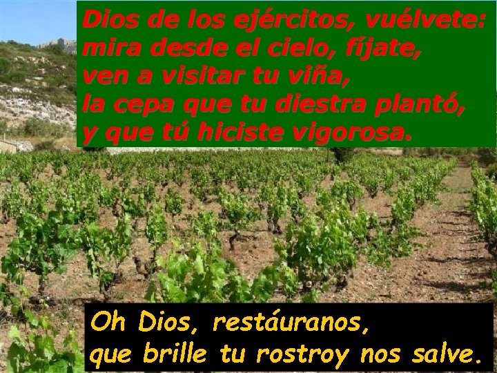 Dios de los ejércitos, vuélvete: mira desde el cielo, fíjate, ven a visitar tu