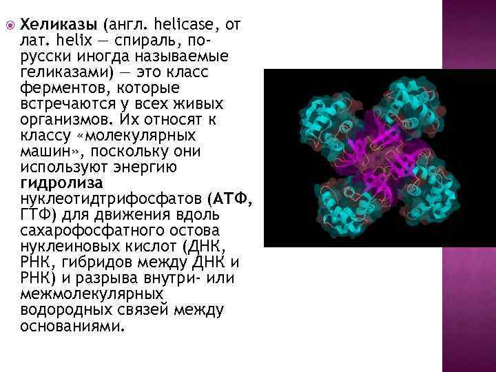  Хеликазы (англ. helicase, от лат. helix — спираль, порусски иногда называемые геликазами) —