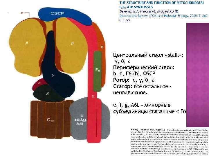 Центральный ствол «stalk» : γ, δ, ε Периферический ствол: b, d, F 6 (h),