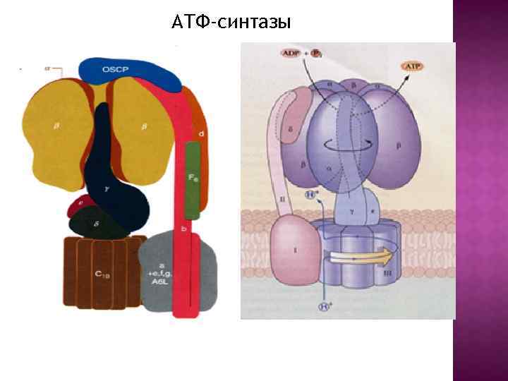 Синтез атф 3