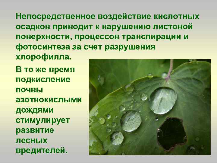 Непосредственное воздействие кислотных осадков приводит к нарушению листовой поверхности, процессов транспирации и фотосинтеза за