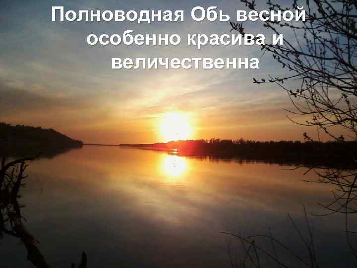 Полноводная Обь весной особенно красива и величественна 