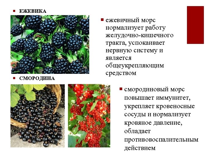 ¡ ЕЖЕВИКА ¡ СМОРОДИНА ¡ ежевичный морс нормализует работу желудочно-кишечного тракта, успокаивает нервную систему