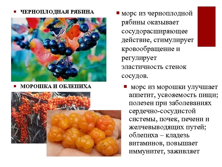 ¡ ЧЕРНОПЛОДНАЯ РЯБИНА ¡ МОРОШКА И ОБЛЕПИХА ¡ морс из черноплодной рябины оказывает сосудорасширяющее