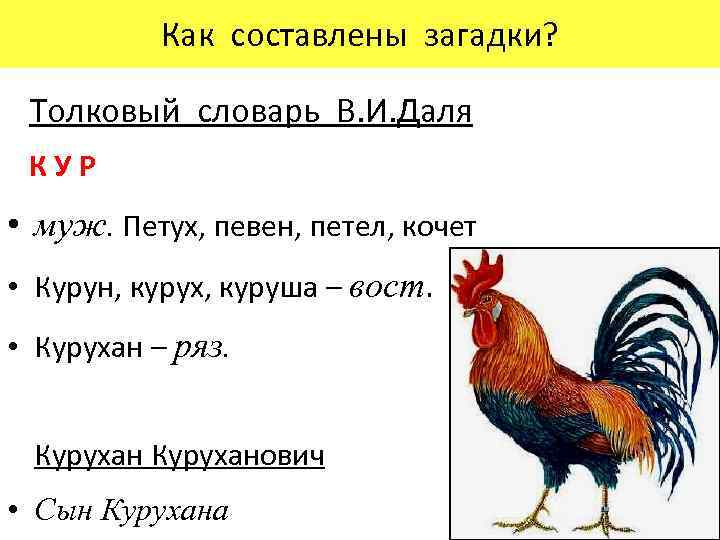 Как составлены загадки? Толковый словарь В. И. Даля КУР • муж. Петух, певен, петел,