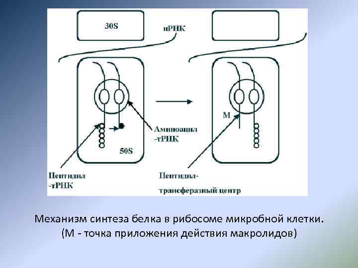 Курсовая Работа На Тему Антибиотики