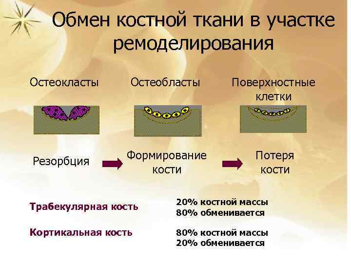 Обмен костной ткани в участке ремоделирования Остеокласты Остеобласты Поверхностные клетки Резорбция Формирование кости Потеря