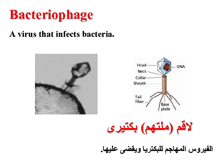  Bacteriophage . A virus that infects bacteria ﻻﻗﻢ )ﻣﻠﺘﻬﻢ( ﺑﻜﺘﻴﺮﻯ ﺍﻟﻔﻴﺮﻭﺱ ﺍﻟﻤﻬﺎﺟﻢ ﻟﻠﺒﻜﺘﺮﻳﺎ