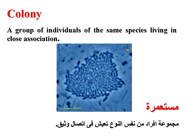 Colony A group of individuals of the same species living in close association. ﻣﺴﺘﻌﻤﺮﺓ