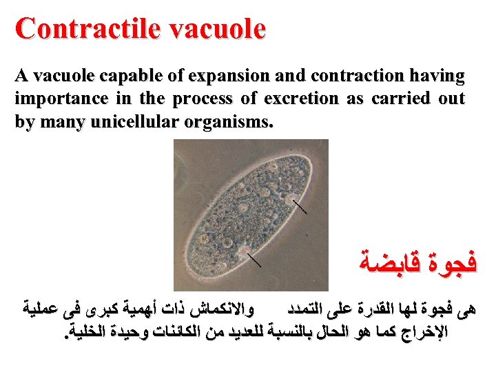 Contractile vacuole A vacuole capable of expansion and contraction having importance in the process
