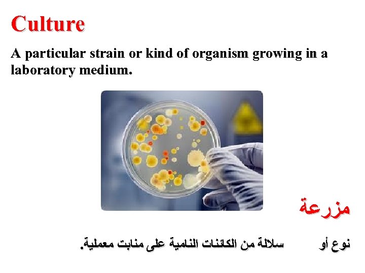 Culture A particular strain or kind of organism growing in a laboratory medium. ﻣﺰﺭﻋﺔ