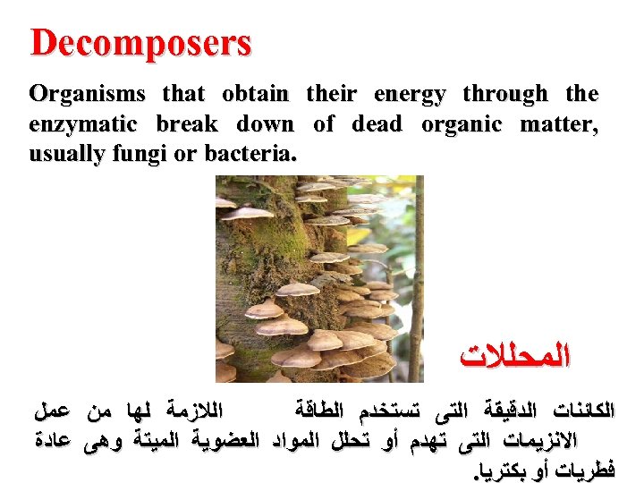  Decomposers Organisms that obtain their energy through the , enzymatic break down of