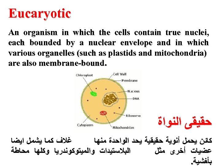 Eucaryotic An organism in which the cells contain true nuclei, each bounded by a