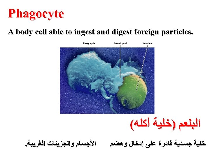  Phagocyte . A body cell able to ingest and digest foreign particles ﺍﻟﺒﻠﻌﻢ