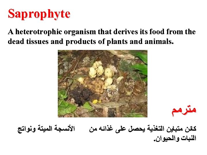 Saprophyte A heterotrophic organism that derives its food from the dead tissues and products