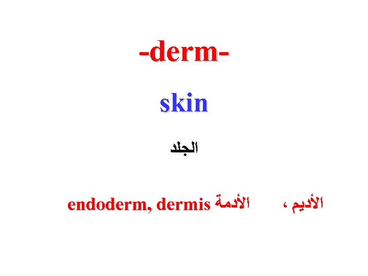 -dermskin ﺍﻟﺠﻠﺪ endoderm, dermis ﺍﻷﺪﻣﺔ ، ﺍﻷﺪﻳﻢ 