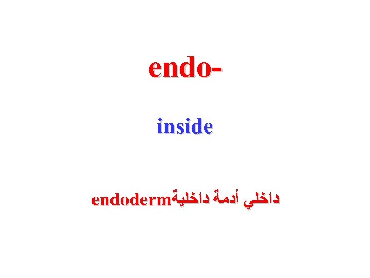 endoinside endoderm ﺩﺍﺧﻠﻲ ﺃﺪﻣﺔ ﺩﺍﺧﻠﻴﺔ 