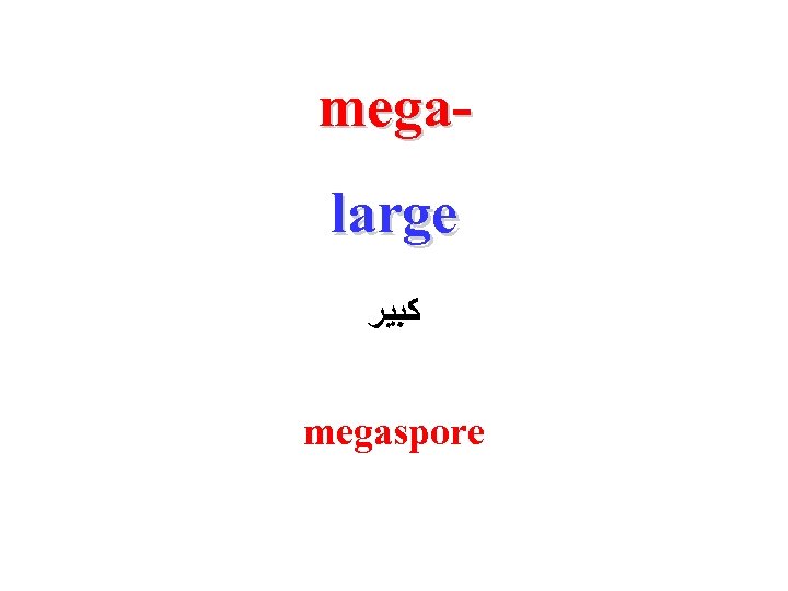 megalarge ﻛﺒﻴﺮ megaspore 