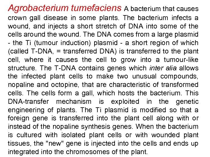 Agrobacterium tumefaciens A bacterium that causes crown gall disease in some plants. The bacterium