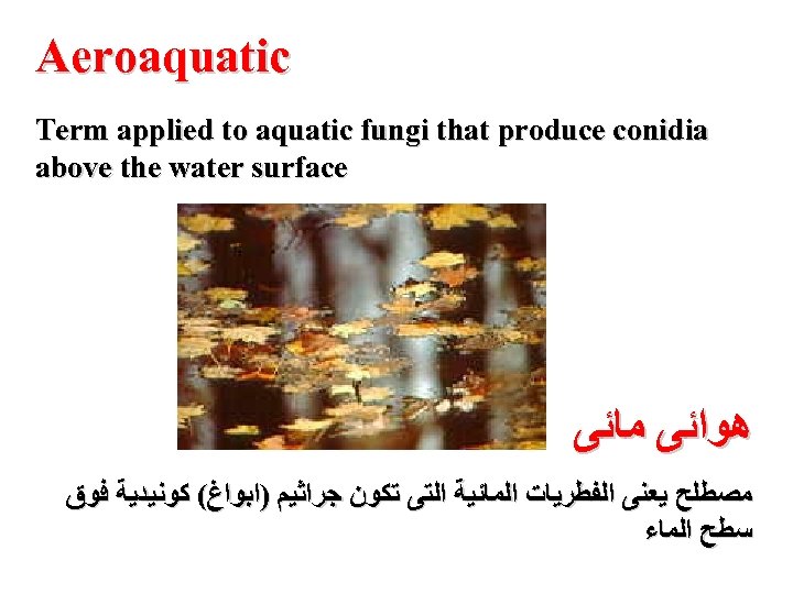 Aeroaquatic Term applied to aquatic fungi that produce conidia above the water surface ﻫﻮﺍﺋﻰ