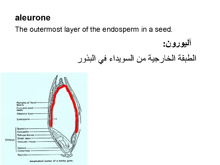 aleurone The outermost layer of the endosperm in a seed. : آﻠﻴﻮﺭﻭﻥ ﺍﻟﻄﺒﻘﺔ ﺍﻟﺨﺎﺭﺟﻴﺔ
