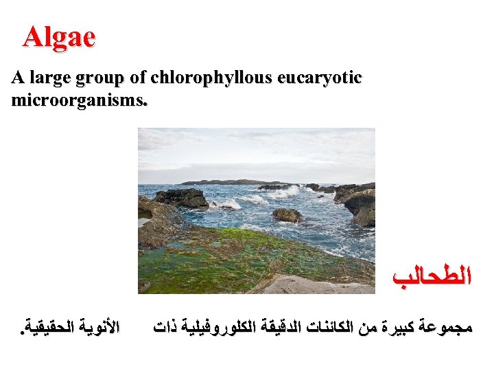  Algae A large group of chlorophyllous eucaryotic . microorganisms ﺍﻟﻄﺤﺎﻟﺐ ﻣﺠﻤﻮﻋﺔ ﻛﺒﻴﺮﺓ ﻣﻦ