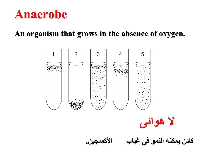Anaerobe An organism that grows in the absence of oxygen. ﻻ ﻫﻮﺍﺋﻰ . ﺍﻷﻜﺴﺠﻴﻦ