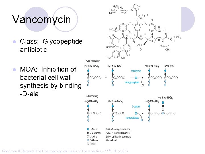 Vancomycin l Class: Glycopeptide antibiotic l MOA: Inhibition of bacterial cell wall synthesis by