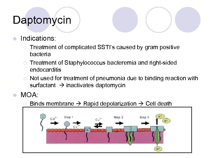 Daptomycin l Indications: ¡ ¡ ¡ l Treatment of complicated SSTI’s caused by gram