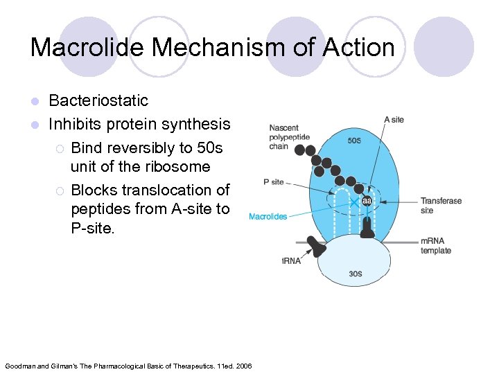 Macrolide Mechanism of Action Bacteriostatic l Inhibits protein synthesis ¡ Bind reversibly to 50