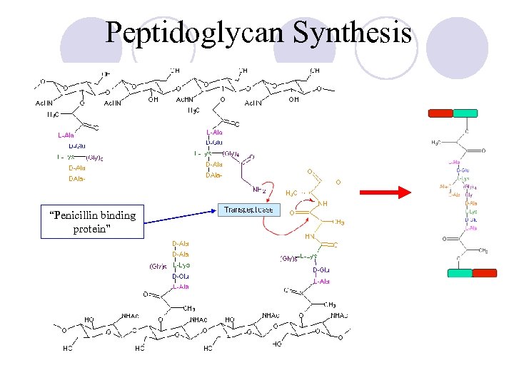 Peptidoglycan Synthesis “Penicillin binding protein” 