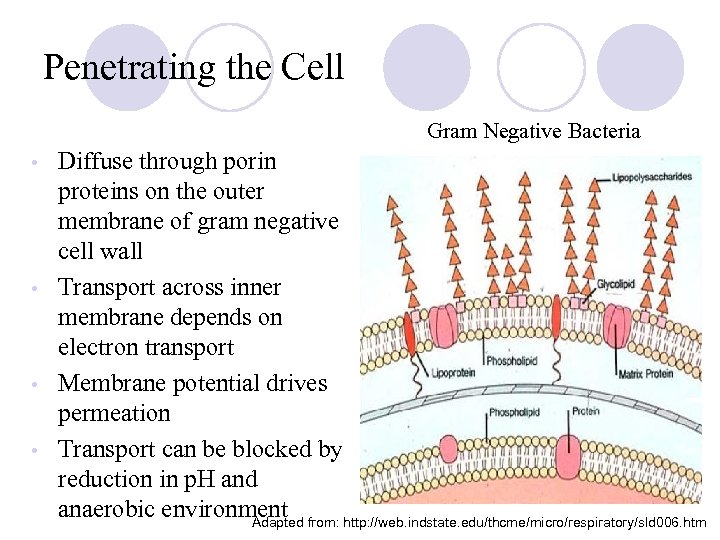 Penetrating the Cell Gram Negative Bacteria Diffuse through porin proteins on the outer membrane