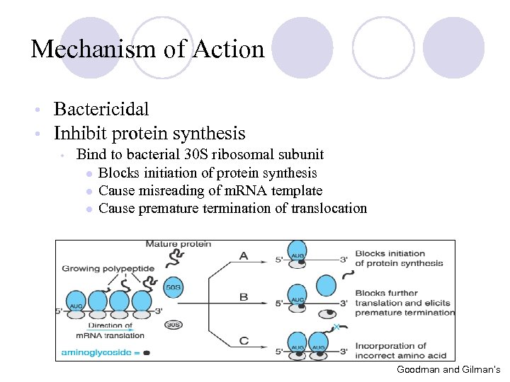 Mechanism of Action • • Bactericidal Inhibit protein synthesis • Bind to bacterial 30