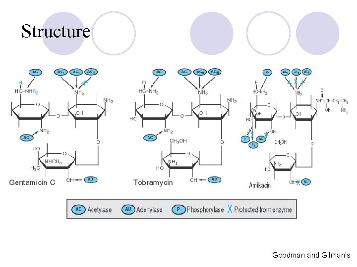 Structure Goodman and Gilman’s 