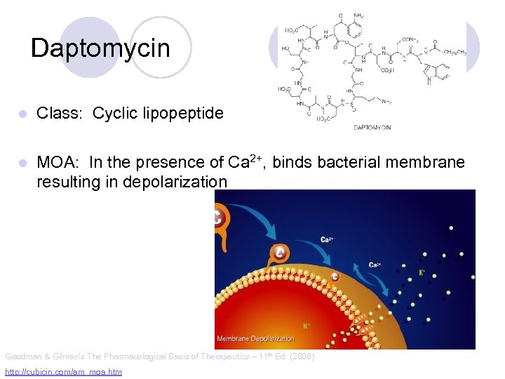 Vancomycin l Class Glycopeptide antibiotic l MOA Inhibition