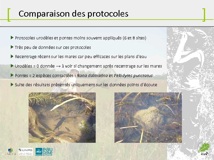 [ Comparaison des protocoles Protocoles urodèles et pontes moins souvent appliqués (6 et 8