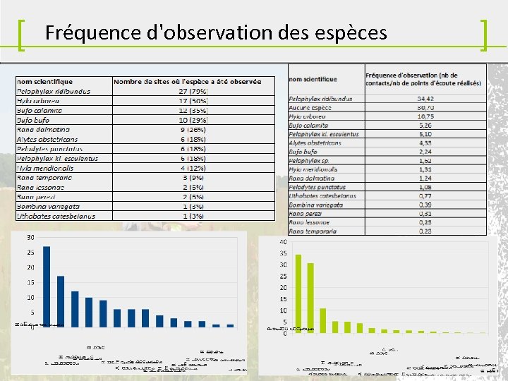 [ Fréquence d'observation des espèces ] 