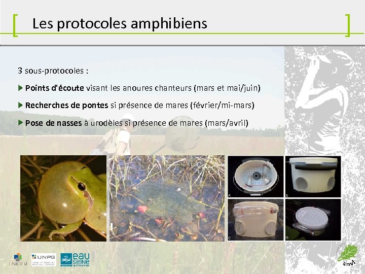 [ Les protocoles amphibiens 3 sous-protocoles : Points d'écoute visant les anoures chanteurs (mars