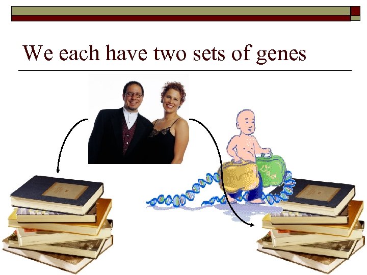 We each have two sets of genes 