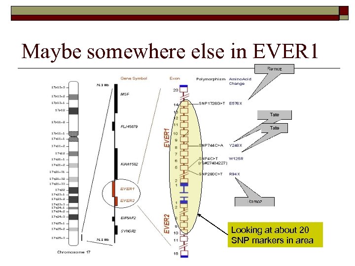 Maybe somewhere else in EVER 1 Looking at about 20 SNP markers in area