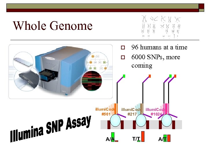 Whole Genome o A/A illumi. Code #217 #1024 //// illumi. Code #561 96 humans