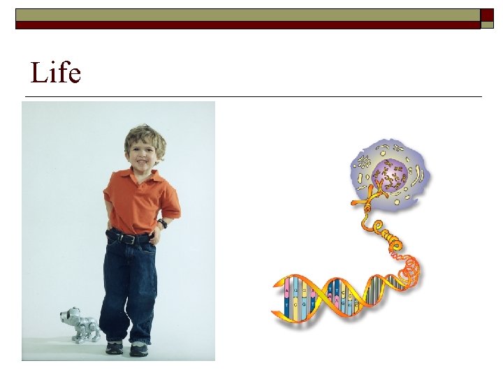 Life 