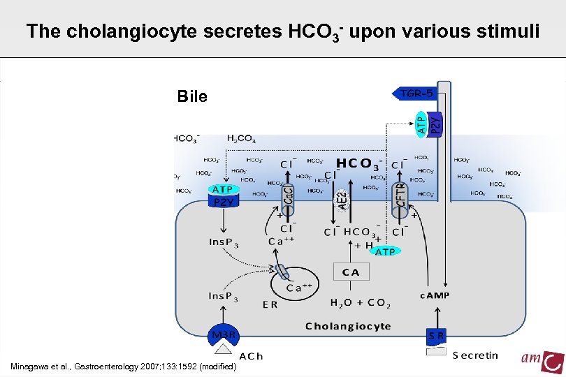 The cholangiocyte secretes HCO 3 - upon various stimuli Bile Minagawa et al. ,
