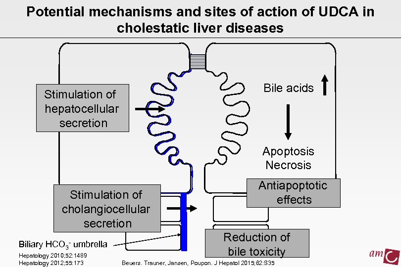 Potential mechanisms and sites of action of UDCA in cholestatic liver diseases Bile acids
