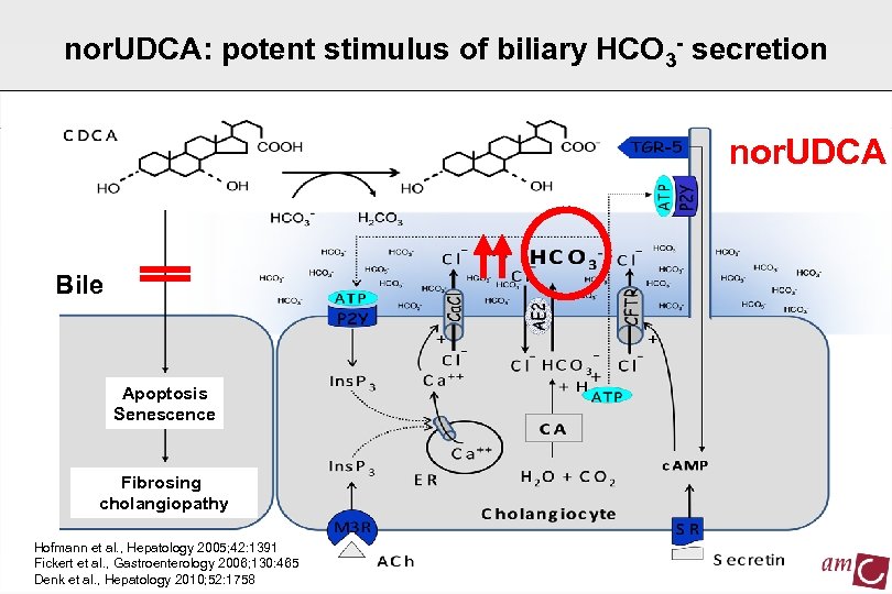 nor. UDCA: potent stimulus of biliary HCO 3 - secretion nor. UDCA Bile Apoptosis