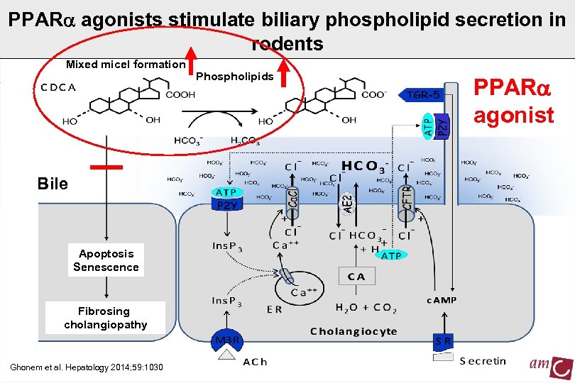 PPARa agonists stimulate biliary phospholipid secretion in rodents Mixed micel formation Bile Apoptosis Senescence