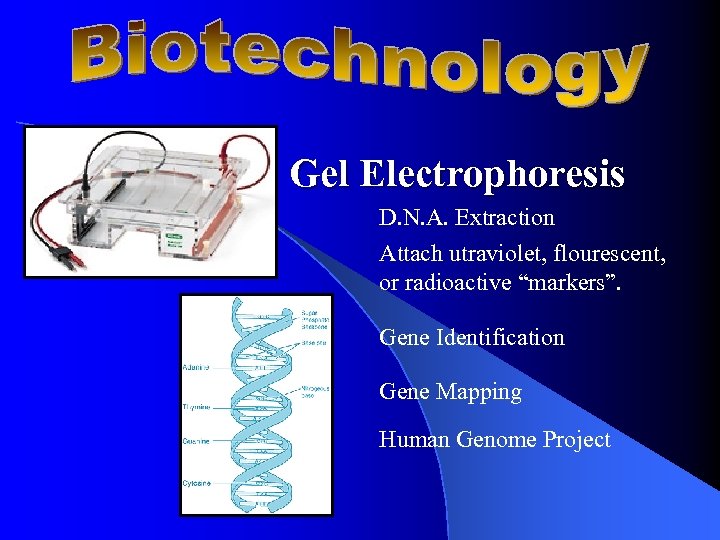 Gel Electrophoresis D. N. A. Extraction Attach utraviolet, flourescent, or radioactive “markers”. Gene Identification